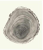 Tree Rings Photo